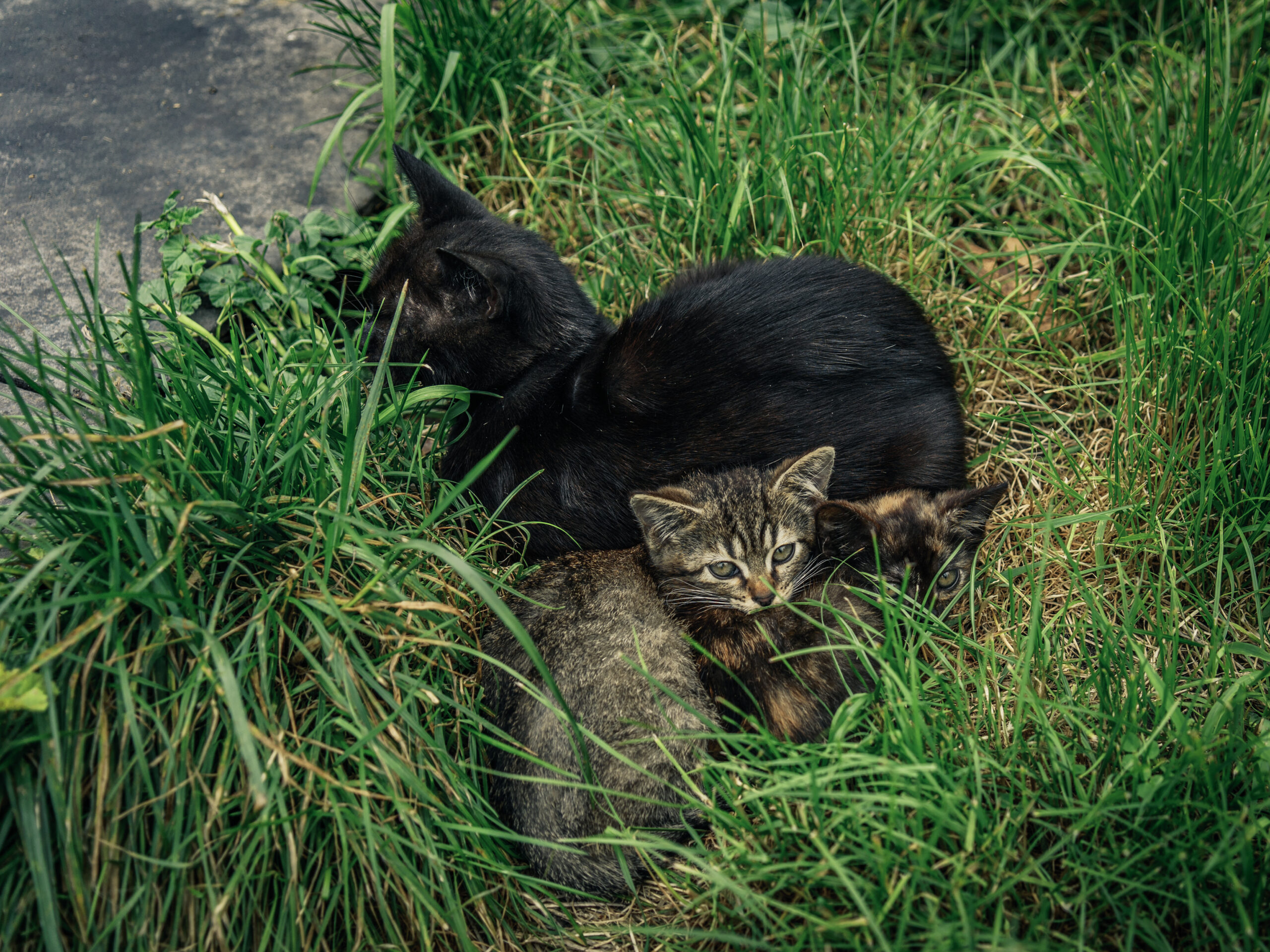 cats laying on grass