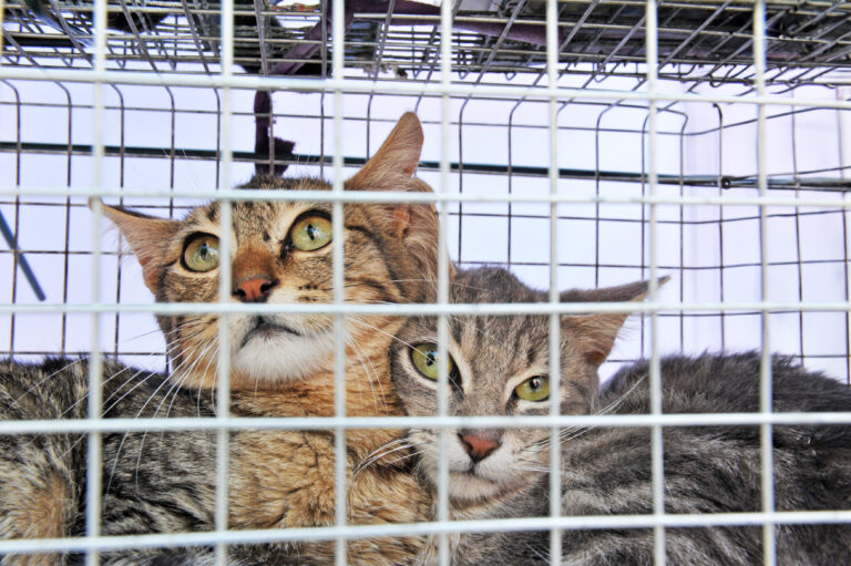 Street Cat Project of Polk County FL: Humanely Helping Community Cats, One Cat at a Time
