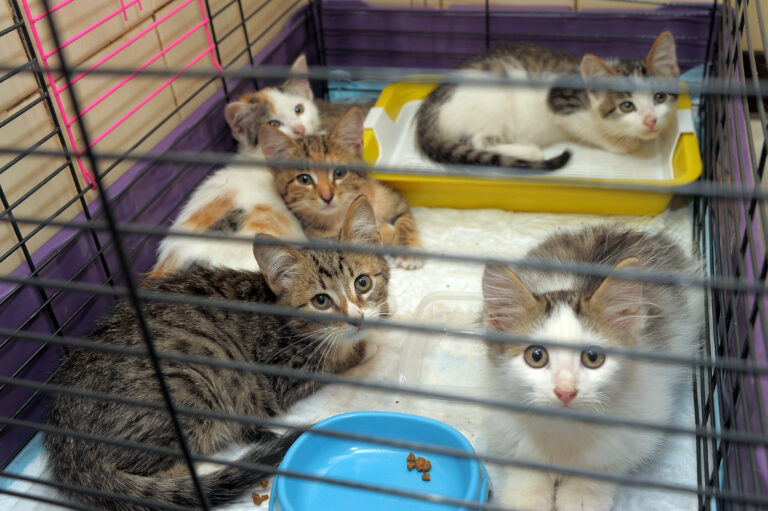 Polk County Animal Control Euthanized Four Beloved Cats While Owner Was Hospitalized, Then Apologized