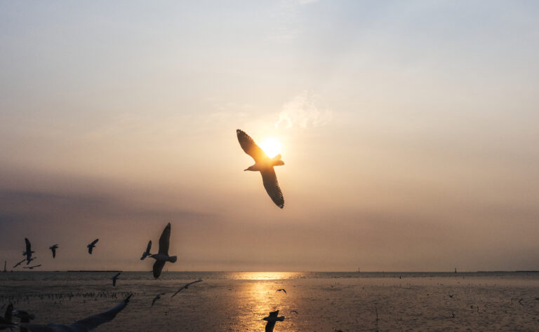Daily Devotional: Worry & Fear, Worry and the Sparrows