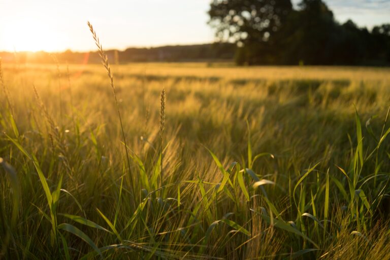 Daily Devotional: The Word of God: The Word That Does Not Return Empty