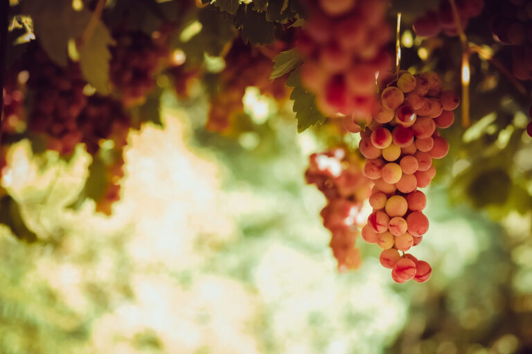 Daily Devotional: The Holy Spirit, The Fruit That Grows Slowly