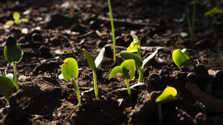 Daily Devotional: Living Word