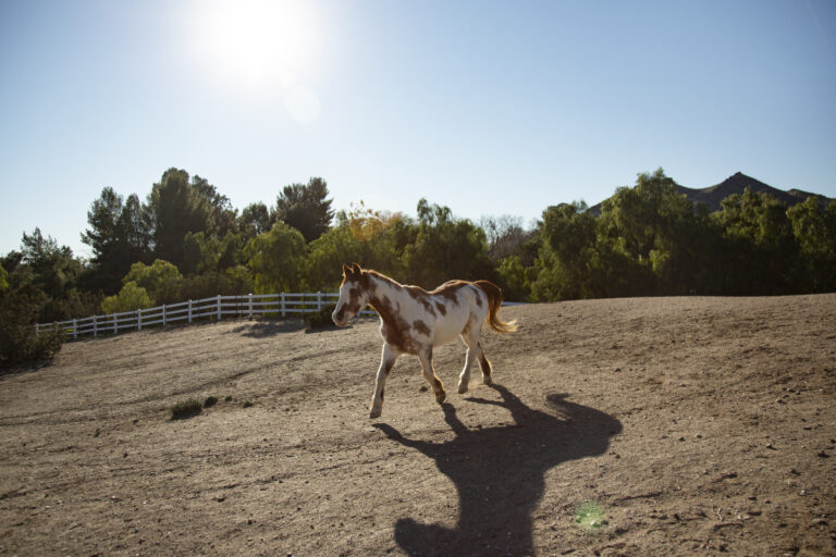 Racehorse running on a dirt track, illustrating a devotional about Seabiscuit and hidden potential