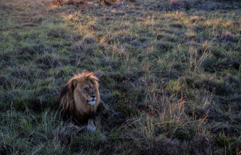 A lone lion standing on a hill at dusk.