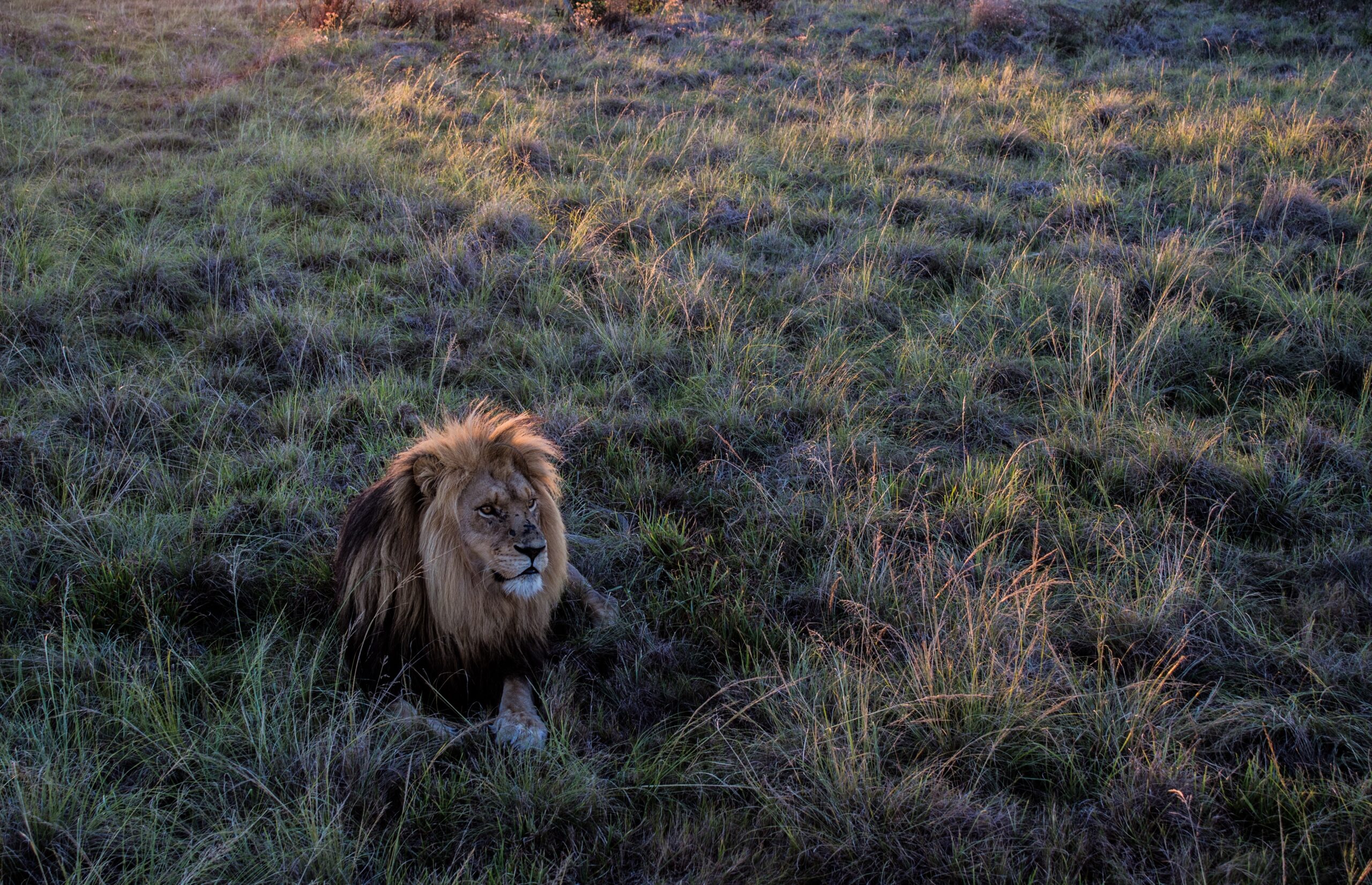 A lone lion standing on a hill at dusk.