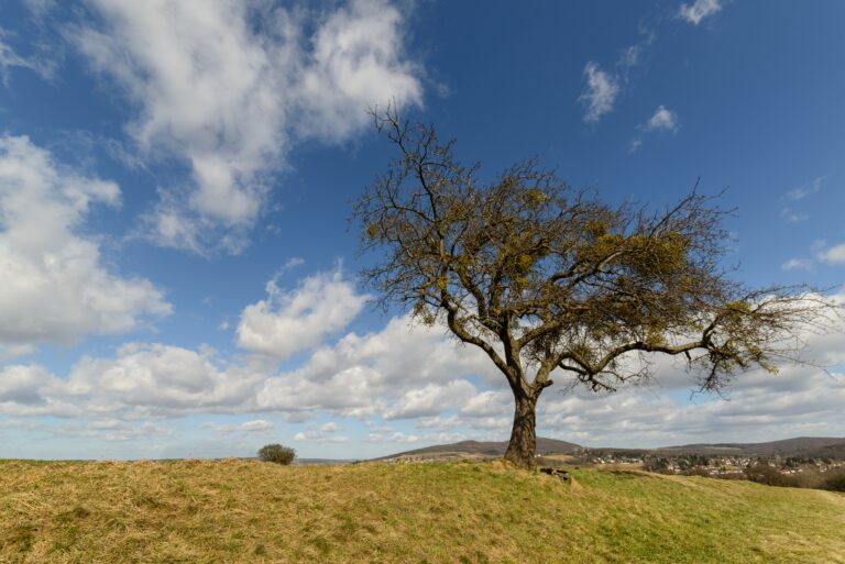 Beautiful view of a lonely tree in the middle of a field on a background of clouds