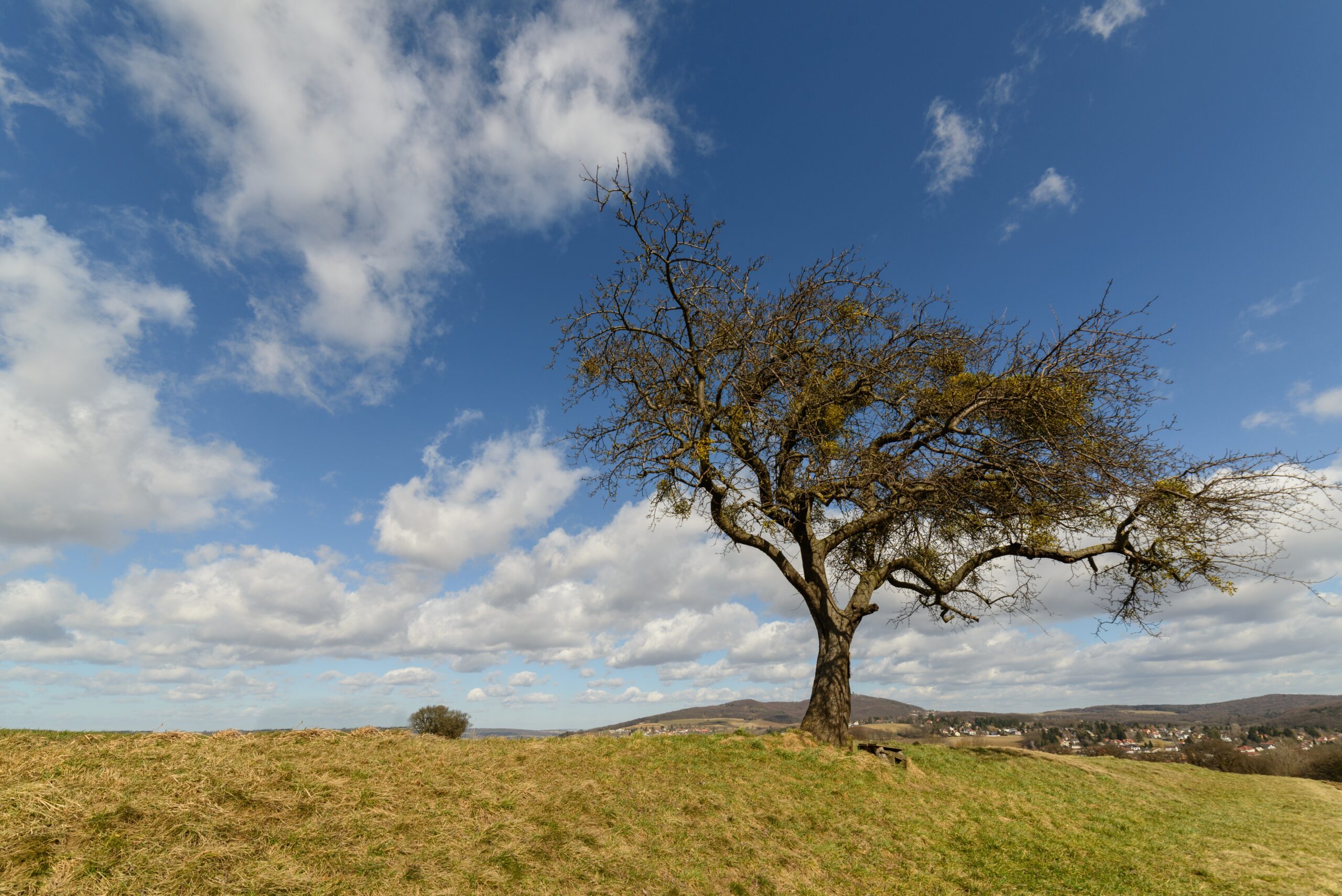 Beautiful view of a lonely tree in the middle of a field on a background of clouds